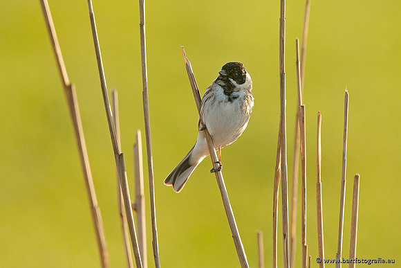 Rietvogels, Bart Fotografie-004