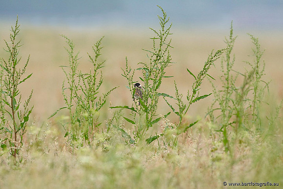 Rietvogels, Bart Fotografie-003