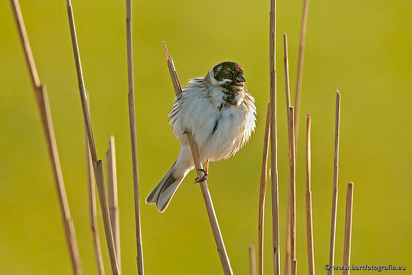 Rietvogels, Bart Fotografie-006
