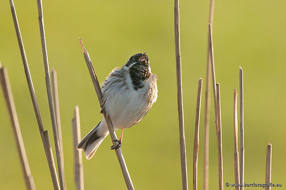 Rietvogels, Bart Fotografie-007