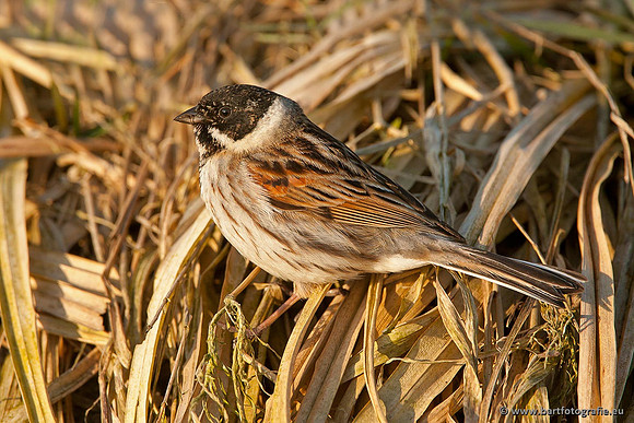 Rietvogels, Bart Fotografie-008