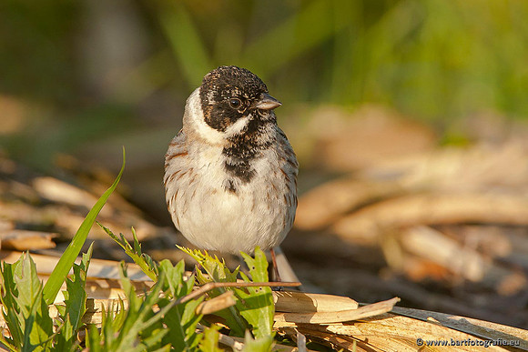 Rietvogels, Bart Fotografie-009