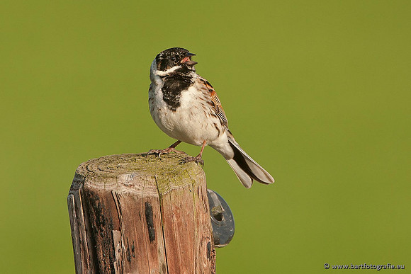 Rietvogels, Bart Fotografie-010