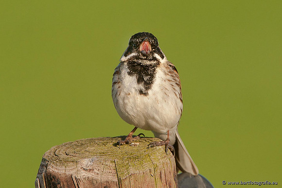 Rietvogels, Bart Fotografie-011