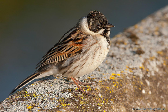 Rietvogels, Bart Fotografie-012