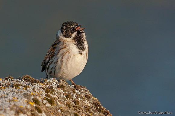 Rietvogels, Bart Fotografie-013