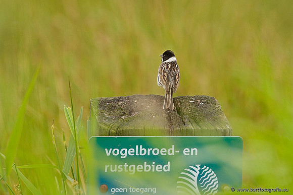 Rietvogels, Bart Fotografie-014