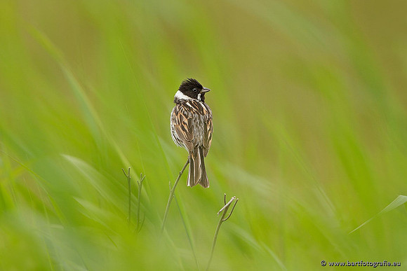 Rietvogels, Bart Fotografie-015