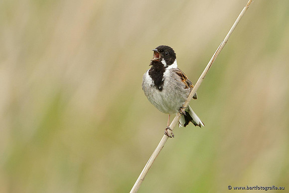 Rietvogels, Bart Fotografie-016