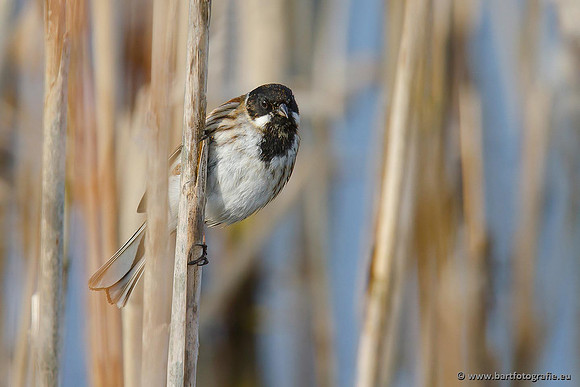 Rietvogels, Bart Fotografie-017
