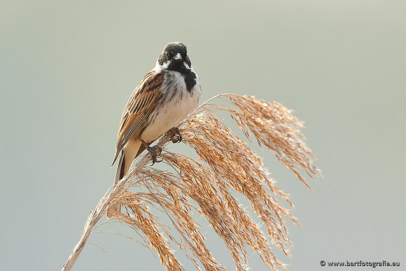 Rietvogels, Bart Fotografie-018