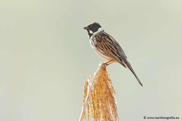 Rietvogels, Bart Fotografie-019