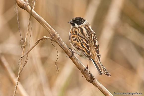 Rietvogels, Bart Fotografie-021
