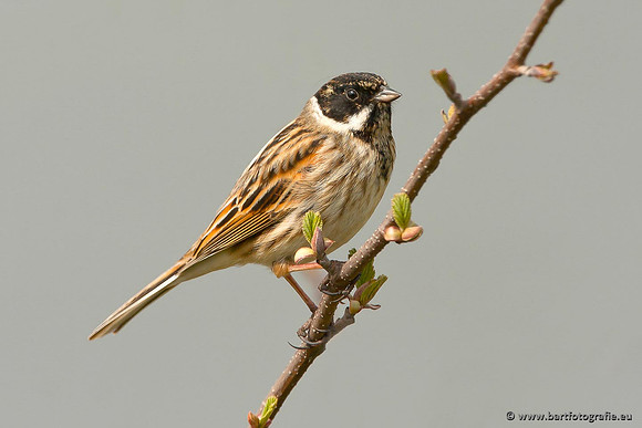Rietvogels, Bart Fotografie-022