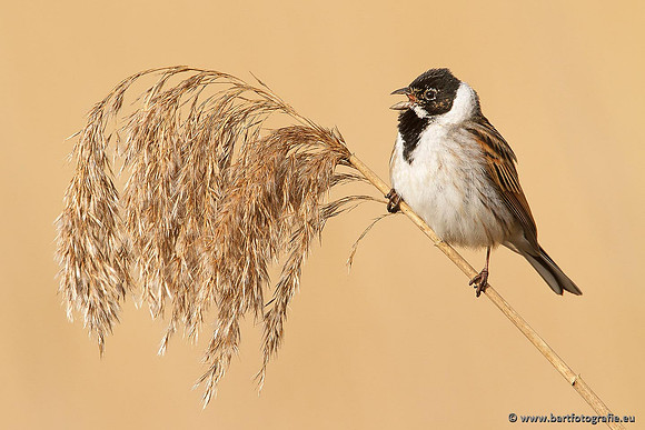 Rietvogels, Bart Fotografie-020