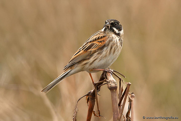 Rietvogels, Bart Fotografie-023