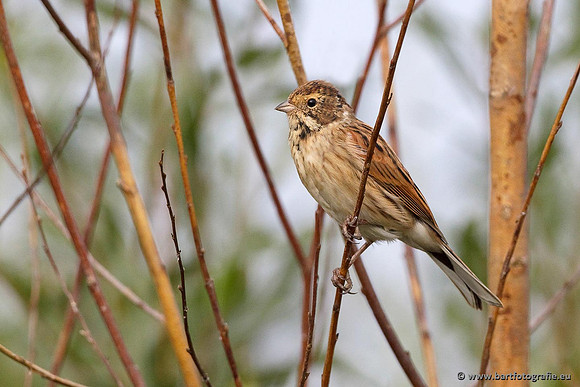 Rietvogels, Bart Fotografie-024