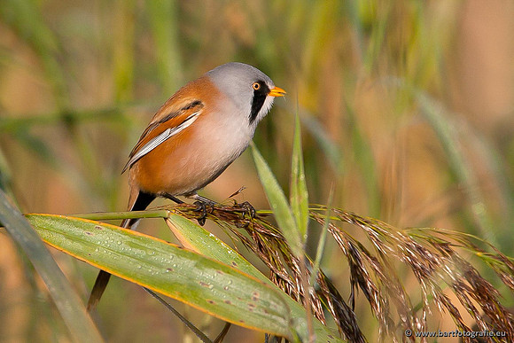Rietvogels, Bart Fotografie-025