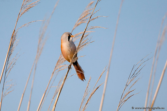 Rietvogels, Bart Fotografie-026