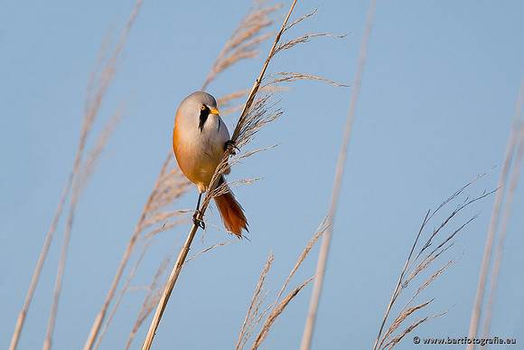Rietvogels, Bart Fotografie-027