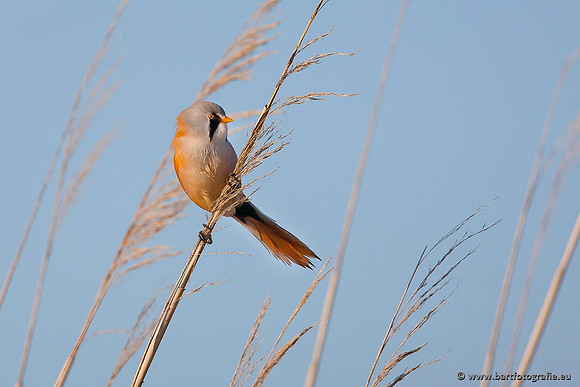 Rietvogels, Bart Fotografie-028