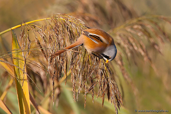 Rietvogels, Bart Fotografie-029