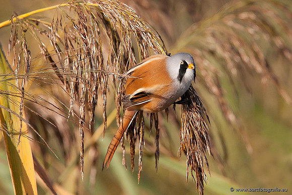 Rietvogels, Bart Fotografie-030