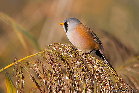 Rietvogels, Bart Fotografie-031
