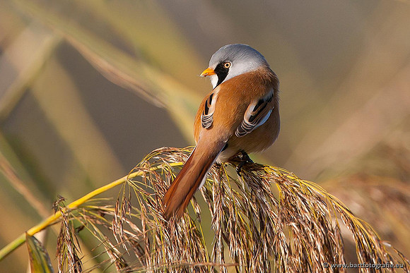 Rietvogels, Bart Fotografie-032