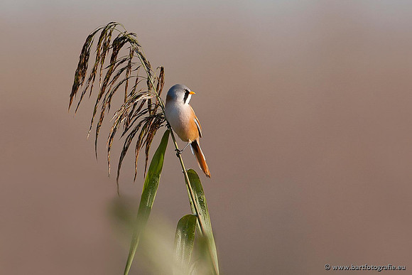 Rietvogels, Bart Fotografie-033