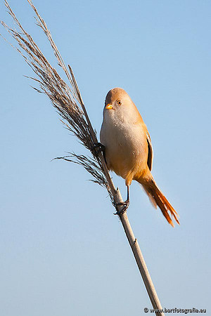 Rietvogels, Bart Fotografie-034