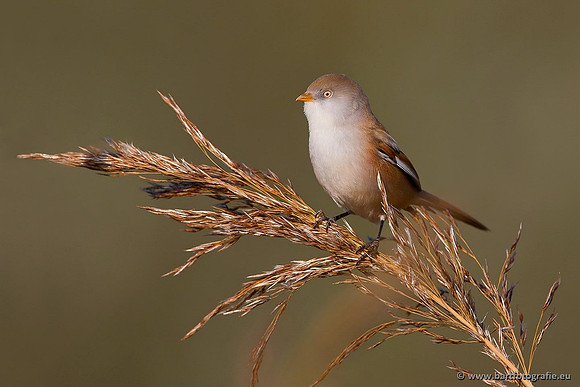 Rietvogels, Bart Fotografie-036