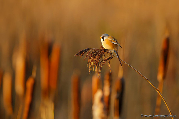 Rietvogels, Bart Fotografie-037