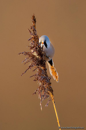 Rietvogels, Bart Fotografie-038