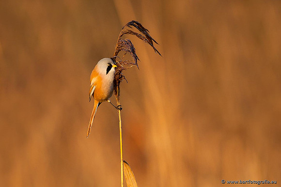 Rietvogels, Bart Fotografie-039