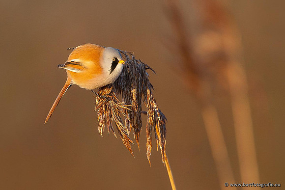 Rietvogels, Bart Fotografie-040