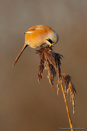 Rietvogels, Bart Fotografie-041
