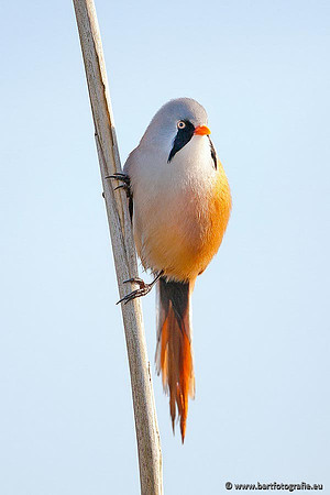 Rietvogels, Bart Fotografie-035