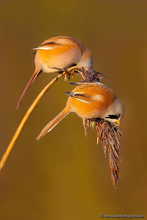 Rietvogels, Bart Fotografie-042