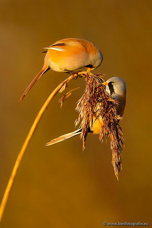 Rietvogels, Bart Fotografie-043