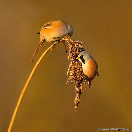 Rietvogels, Bart Fotografie-044