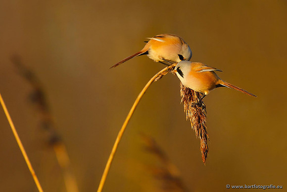 Rietvogels, Bart Fotografie-045