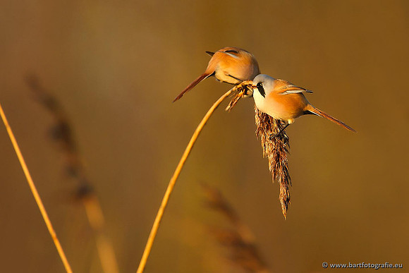 Rietvogels, Bart Fotografie-046