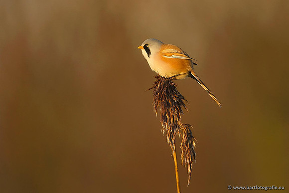 Rietvogels, Bart Fotografie-047