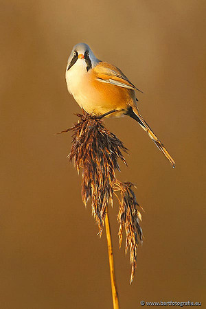 Rietvogels, Bart Fotografie-048