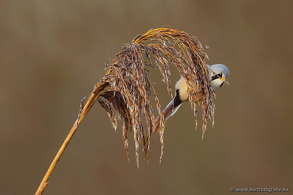 Rietvogels, Bart Fotografie-049