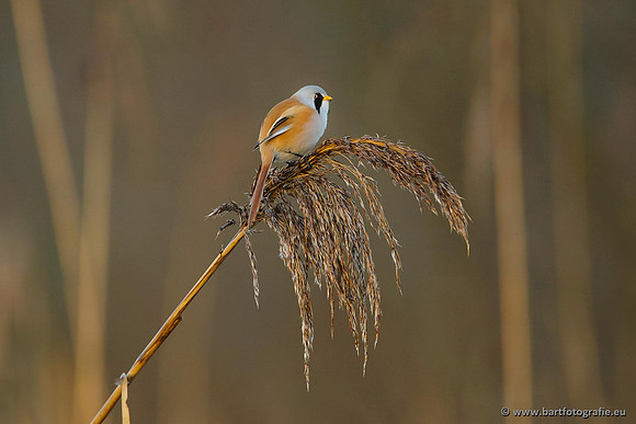 Rietvogels, Bart Fotografie-050