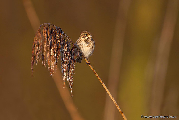 Rietvogels, Bart Fotografie-051