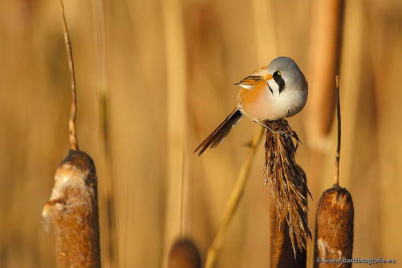 Rietvogels, Bart Fotografie-052