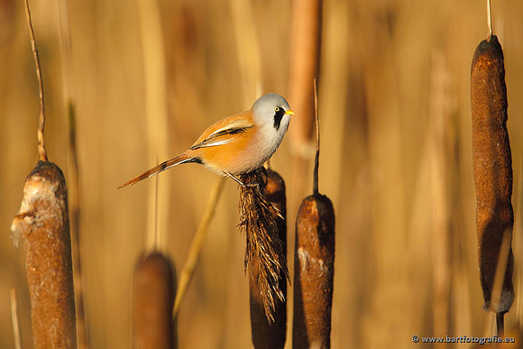 Rietvogels, Bart Fotografie-053